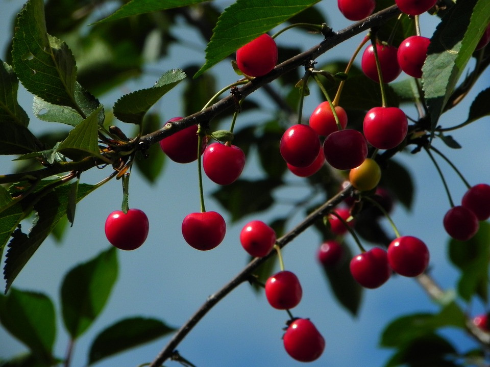 Ginjinha de Óbidos: history of the famous liqueur